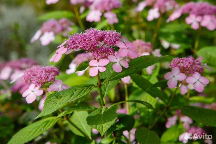 Гортензия крупнолистная красная