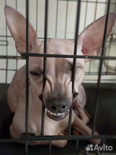 Американский голый терьер