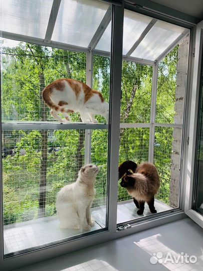Передержка домашних кошек