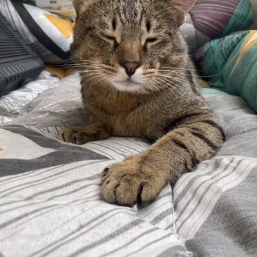 Чаузи, взрослый кот