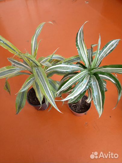 Драцены в ассортименте