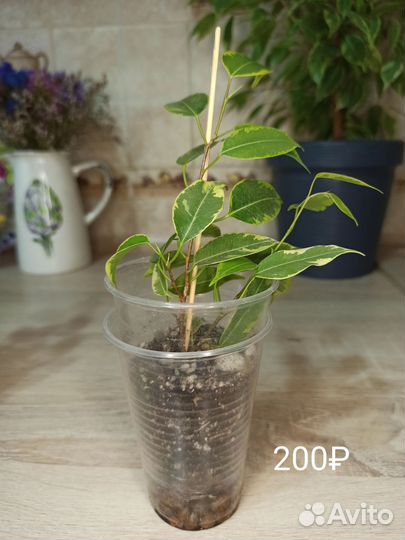 Фикус Кинки