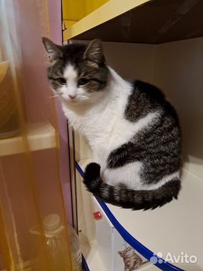 Котята в добрые руки бесплатно