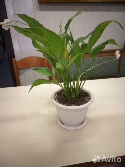 Спатифиллум