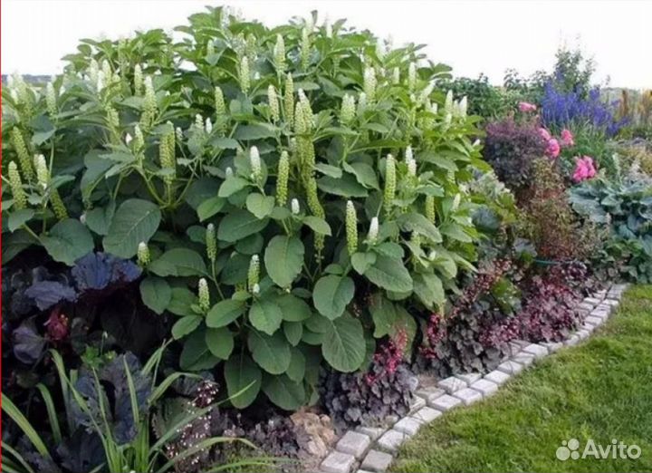 Рассада фитолакка или лаконос