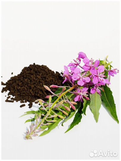 Иван-чай (кипрей) с юга севера (Арх.обл.)