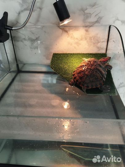 Террариум для красноухой черепахи