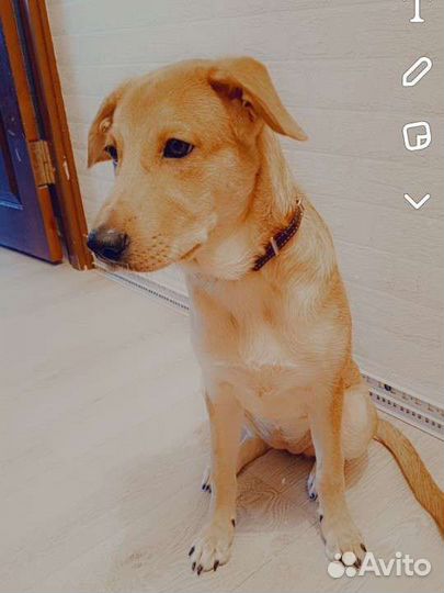 Собака в добрые руки отдам бесплатно