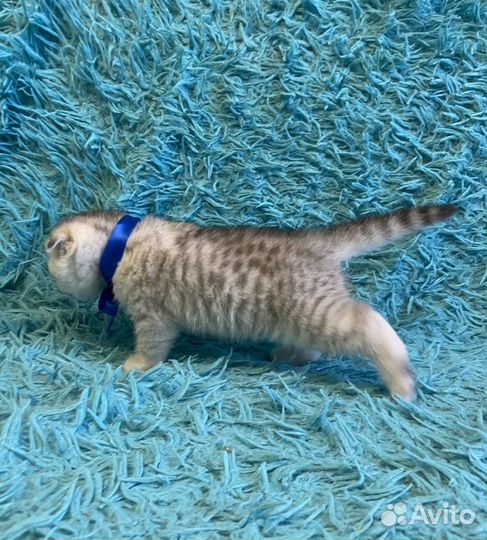 Шотландская