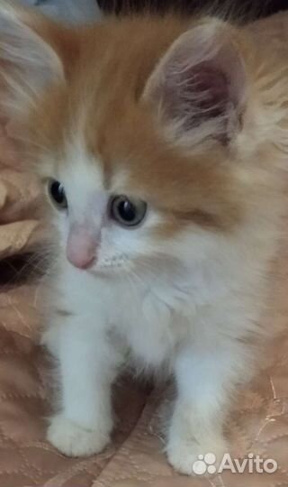 Рыжий котенок в добрые руки бесплатно