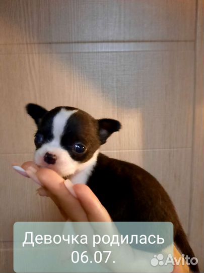 Щенки чихуахуа