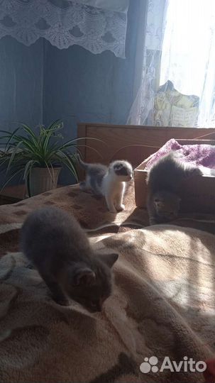 Отдам котят в добрые руки