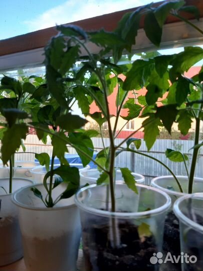 Рассада томатов перцев