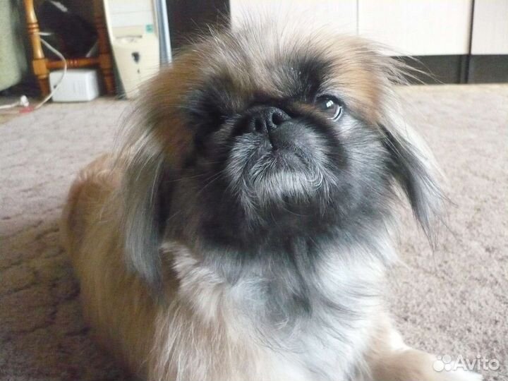 Вязка пекинес нужен кобель