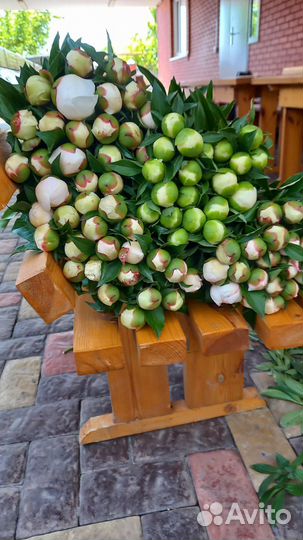 Пионы на срез