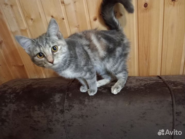 Котята в добрые руки даром бесплатно