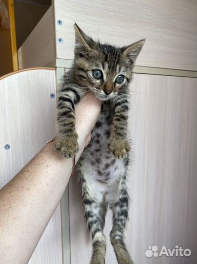 Бенгальская кошка