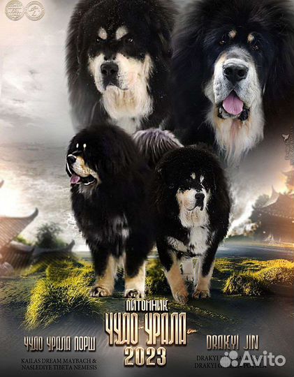 Щенки тибетского мастифа