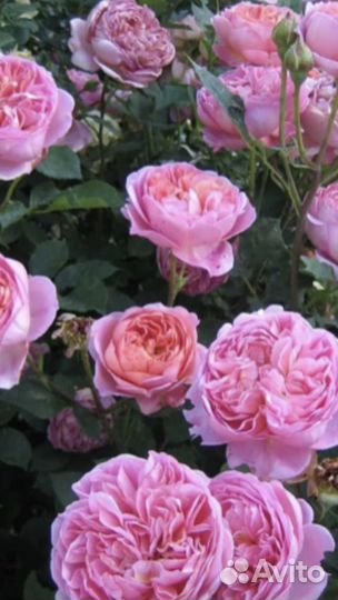 Роза привитые