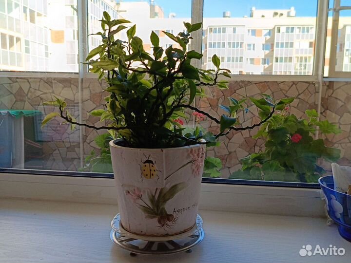 Педилантус