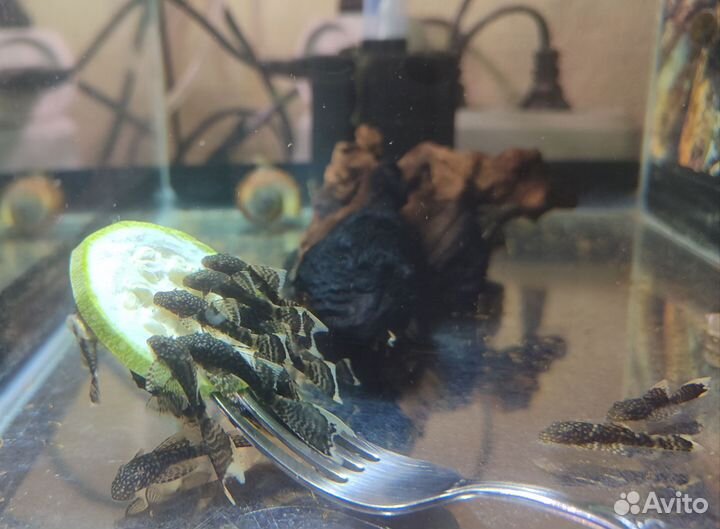 Сомики -анциструсы