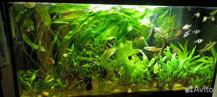 Эхинодорус