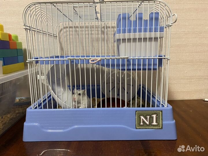 Хомяки джунгарики с новой клеткой