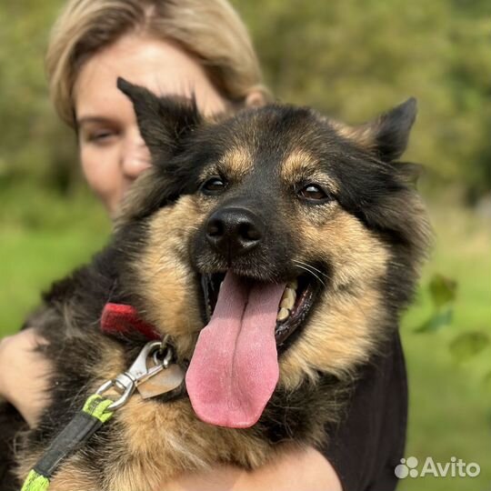 Ласковая домашняя собачка попала в приют