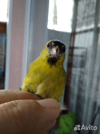 Чиж,щегол и др.певчая птица