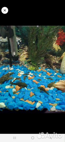 Аквариумные рыбки сомики анцитрусы