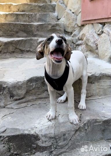 Красивая девочка щенок