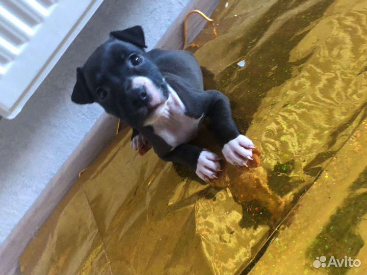 Щенки питбультерьера