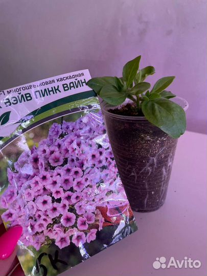 Хризантемы петуния лобелия