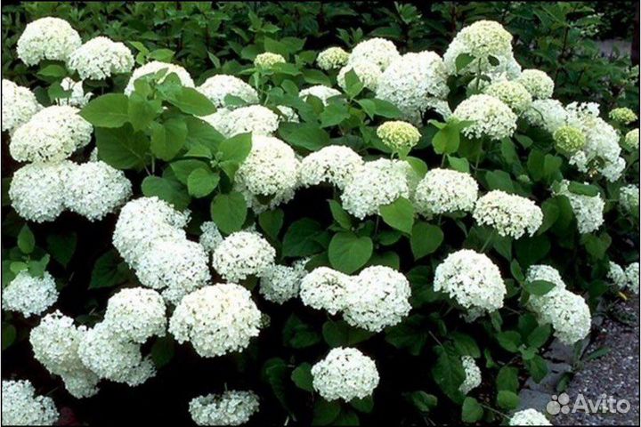 Гортензия древовидная