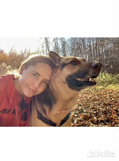 Выгул собак, Зооняня