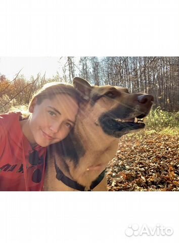 Выгул собак, Зооняня