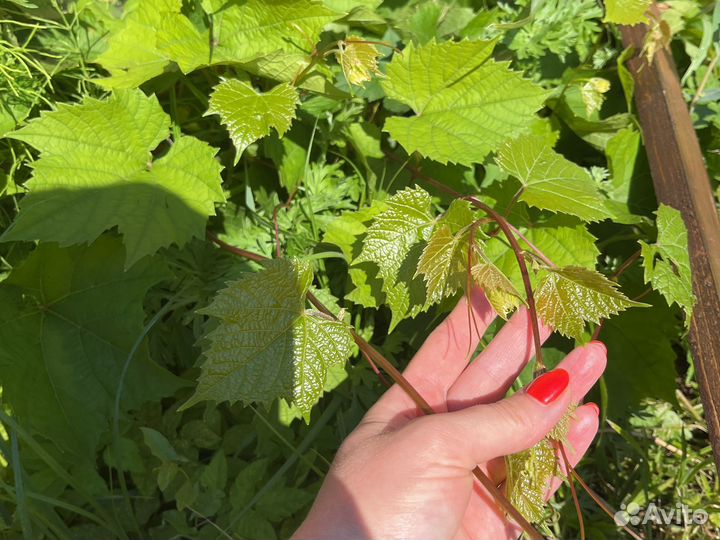 Виноградник