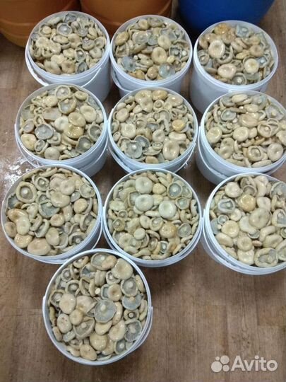 Грибы солёные:грузди,рыжики и варенье из шишек