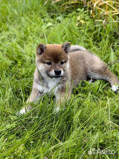 Сиба девочка