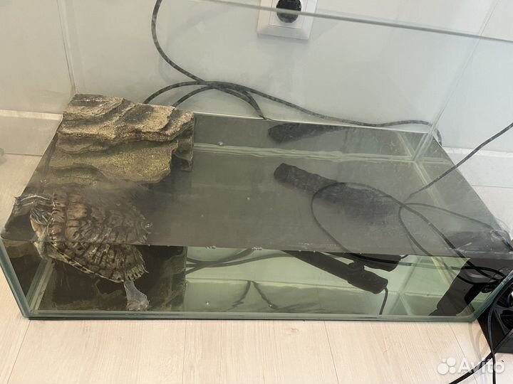 Красноухая черепаха