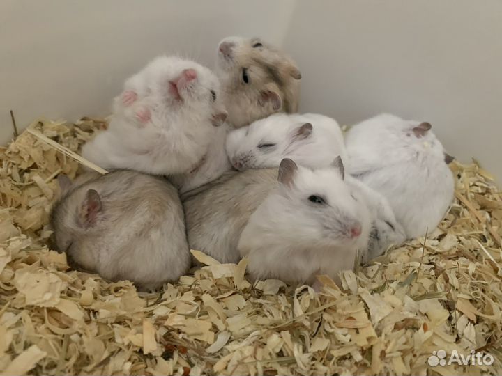 Джунгарский хомяк