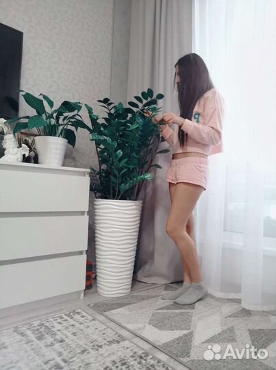 Замиокулькас