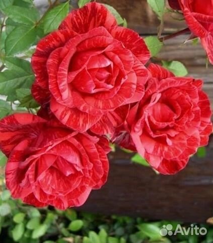 Роза чайно-гибридная Ред Интуишн (Red Intuition)