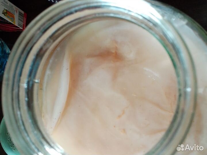 Чайный гриб