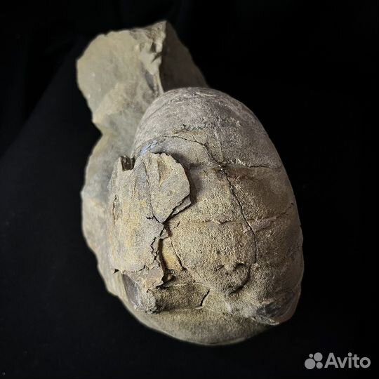 Наутилус окаменелый ископаемый окаменелость