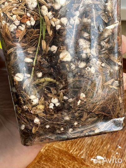 Аглаонема анимани триколор