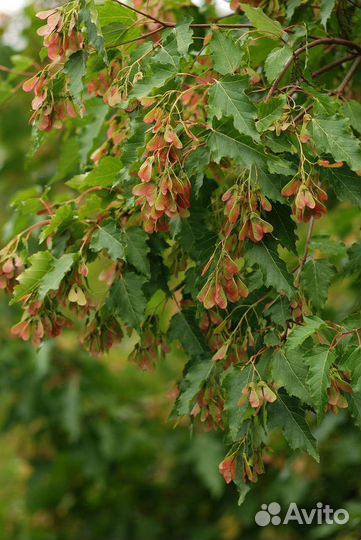 Клен Гиннала