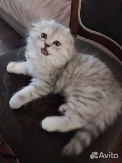 Шотландский котёнок