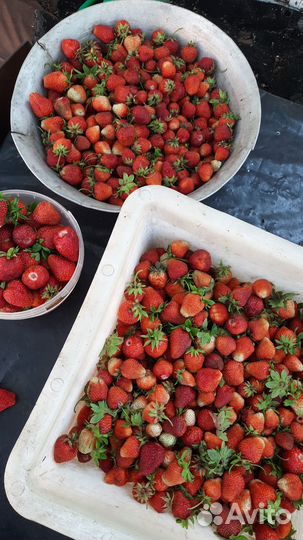 Рассада клубники