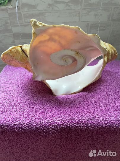 Морские ракушки раковины